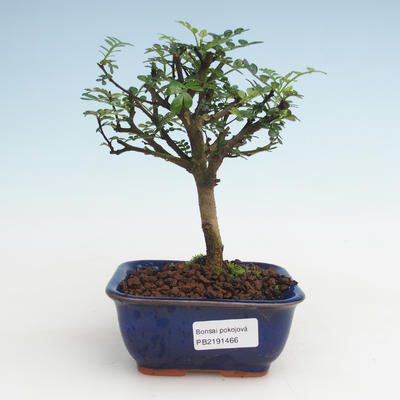 Kryty bonsai - Zantoxylum piperitum - Drzewo pieprzowe PB2191466 - 1