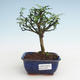 Kryty bonsai - Zantoxylum piperitum - Drzewo pieprzowe PB2191466 - 1/4