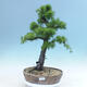 Outdoor bonsai -Larix decidua - modrzew - 1/6