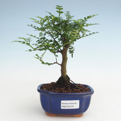 Kryty bonsai - Zantoxylum piperitum - Drzewo pieprzowe PB2191470 - 1