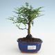 Kryty bonsai - Zantoxylum piperitum - Drzewo pieprzowe PB2191470 - 1/4