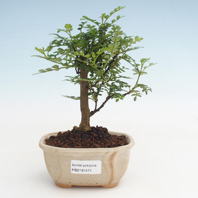 Kryty bonsai - Zantoxylum piperitum - Drzewo pieprzowe PB2191471 - 1
