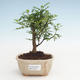Kryty bonsai - Zantoxylum piperitum - Drzewo pieprzowe PB2191471 - 1/4