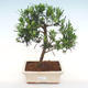 Kryty bonsai-Podocarpus- kamień tys - 1/4