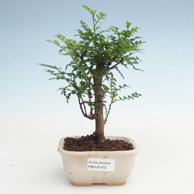 Kryty bonsai - Zantoxylum piperitum - Drzewo pieprzowe PB2191472 - 1