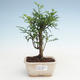 Kryty bonsai - Zantoxylum piperitum - Drzewo pieprzowe PB2191472 - 1/4