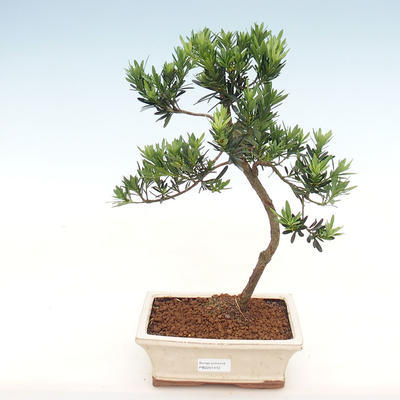 Kryty bonsai-Podocarpus- kamień tys - 1