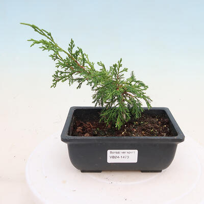 Bonsai zewnętrzne - Juniperus chinensis ITOIGAWA - Jałowiec chiński