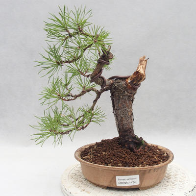 Outdoor bonsai - Pinus sylvestris - Sosna zwyczajna - 1