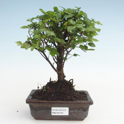 Kryty bonsai - Sagerécie thea - Sagerécie thea PB2191475 - 1