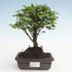 Kryty bonsai - Sagerécie thea - Sagerécie thea PB2191475 - 1/4