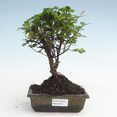 Kryty bonsai - Sagerécie thea - Sagerécie thea PB2191477 - 1