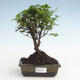 Kryty bonsai - Sagerécie thea - Sagerécie thea PB2191477 - 1/4