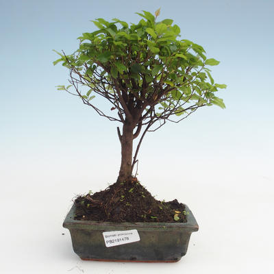 Kryty bonsai - Sagerécie thea - Sagerécie thea PB2191478 - 1