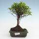 Kryty bonsai - Sagerécie thea - Sagerécie thea PB2191478 - 1/4