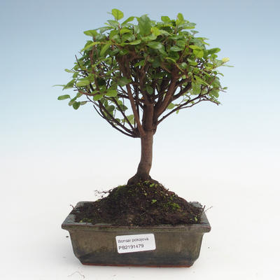 Kryty bonsai - Sagerécie thea - Sagerécie thea PB2191479 - 1