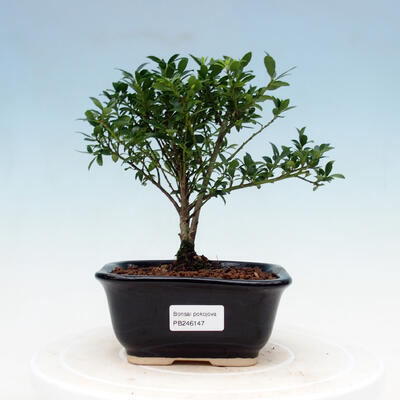 Kryty bonsai - Ilex crenata - Holly