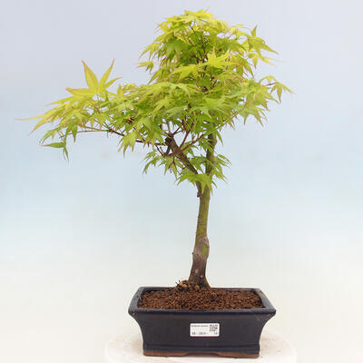 Acer palmatum Aureum - Klon Złotej Palmy - 1