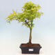 Acer palmatum Aureum - Klon Złotej Palmy - 1/2