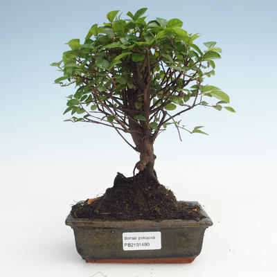 Kryty bonsai - Sagerécie thea - Sagerécie thea PB2191480 - 1
