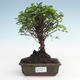Kryty bonsai - Sagerécie thea - Sagerécie thea PB2191480 - 1/4