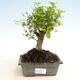 Indoor bonsai -Ligustrum chinensis - dziób ptaka - 1/3