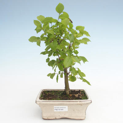 Kryty bonsai - Celtis chinensis - hackberry PB2191481