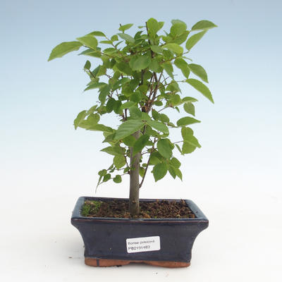 Kryty bonsai - Celtis chinensis - hackberry PB2191483