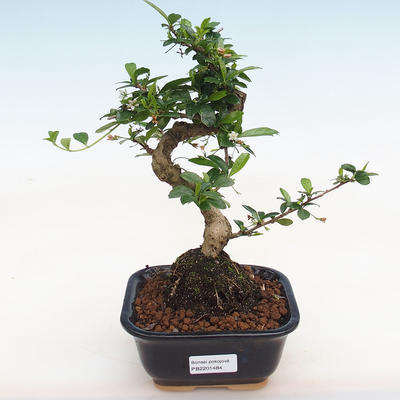 Kryty bonsai - Carmona macrophylla - herbata Fuki - 1