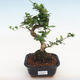 Kryty bonsai - Carmona macrophylla - herbata Fuki - 1/5