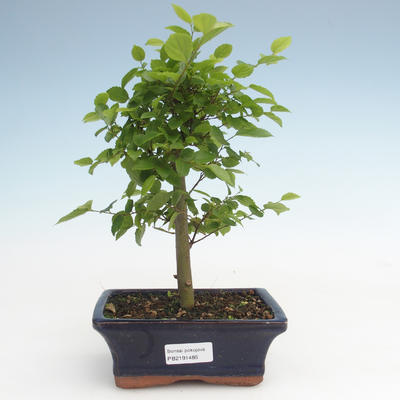 Kryty bonsai - Celtis chinensis - hackberry PB2191485