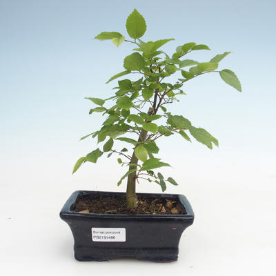 Kryty bonsai - Celtis chinensis - hackberry PB2191486