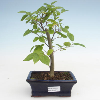 Kryty bonsai - Celtis chinensis - hackberry PB2191487