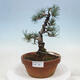 Outdoor bonsai - Pinus parviflora - Mała sosna - 1/4