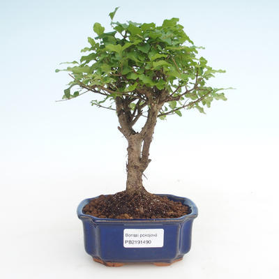 Kryty bonsai -Ligustrum chinensis - Privet PB2191490 - 1
