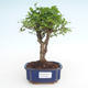 Kryty bonsai -Ligustrum chinensis - Privet PB2191490 - 1/3