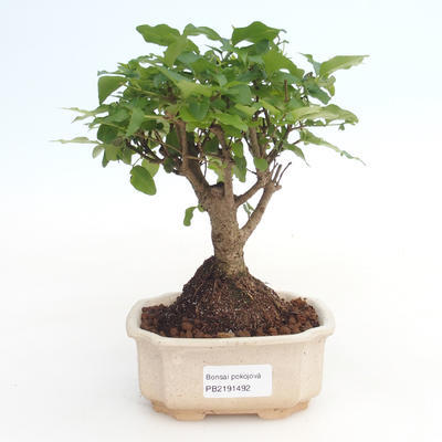 Kryty bonsai -Ligustrum chinensis - Privet PB2191492 - 1