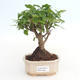 Kryty bonsai -Ligustrum chinensis - Privet PB2191492 - 1/3