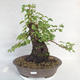 Outdoor bonsai -Mahalebka - Prunus mahaleb - 1/5