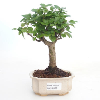Kryty bonsai -Ligustrum chinensis - Privet PB2191493 - 1