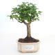 Kryty bonsai -Ligustrum chinensis - Privet PB2191493 - 1/3