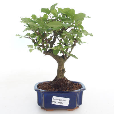 Kryty bonsai -Ligustrum chinensis - Privet PB2191494 - 1