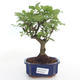 Kryty bonsai -Ligustrum chinensis - Privet PB2191494 - 1/3