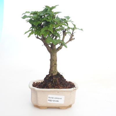 Kryty bonsai -Ligustrum chinensis - Privet PB2191495 - 1
