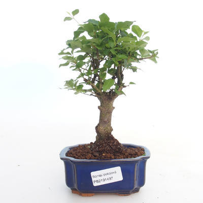 Kryty bonsai -Ligustrum chinensis - Privet PB2191497 - 1