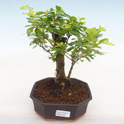 Kryty bonsai - Duranta erecta Aurea - 1