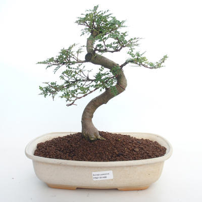 Kryty bonsai - Zantoxylum piperitum - Drzewo pieprzowe PB2191498 - 1