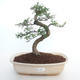 Kryty bonsai - Zantoxylum piperitum - Drzewo pieprzowe PB2191498 - 1/4