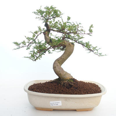 Kryty bonsai - Zantoxylum piperitum - Drzewo pieprzowe PB2191499 - 1