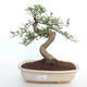 Kryty bonsai - Zantoxylum piperitum - Drzewo pieprzowe PB2191499 - 1/4